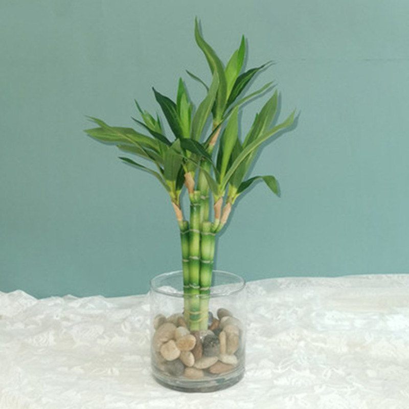 Aquarium Fish Gallery - New 40cm Artificial Lucky Bamboo Succulent