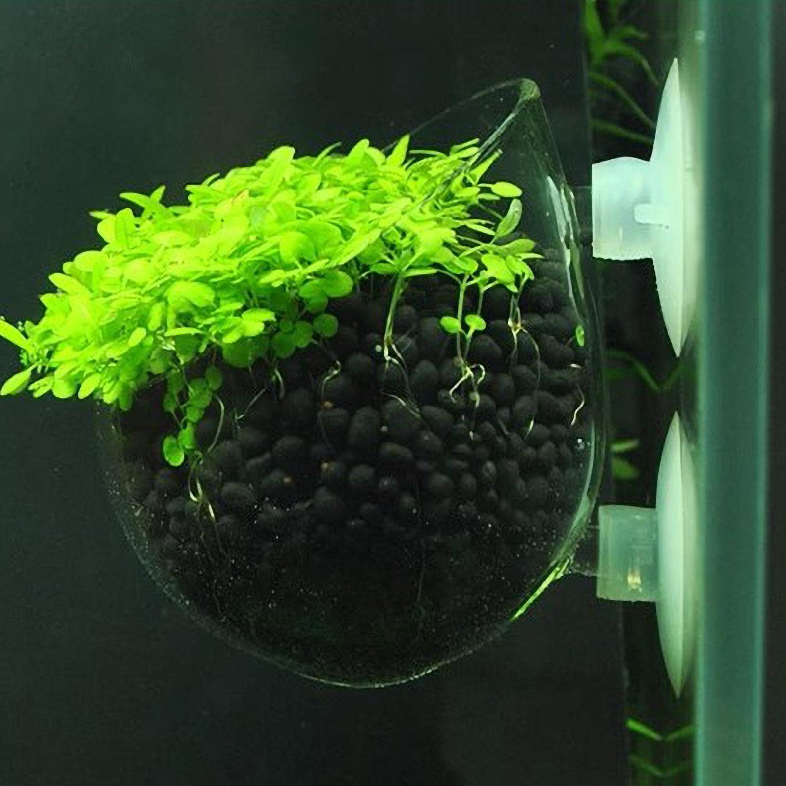Aquarium Fish Pot - Aquarium Plant Holder Glass Aquatic Plant