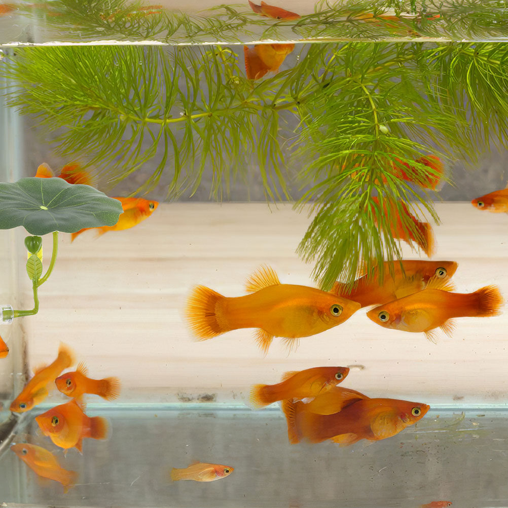 2Pcs Premium Simulation Lotus  - Aquarium Fish Hiding Spot 评论和价格