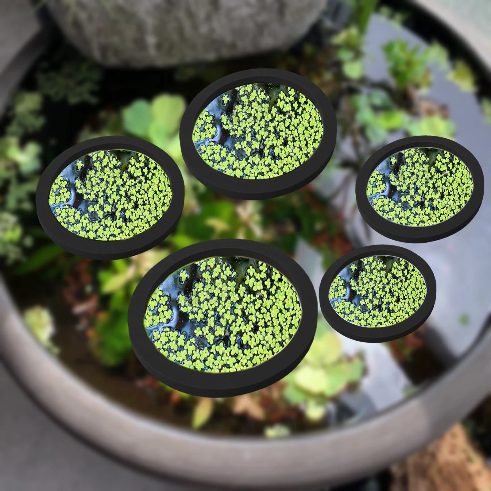 5Pcs EVA Fish Feeding Ring Aqu - Aquarium Fish Gallery 评论和价格