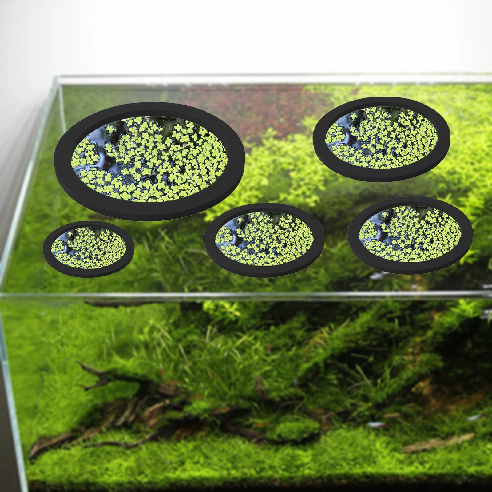 5Pcs EVA Fish Feeding Ring Aqu - Aquarium Fish Gallery 评论和价格