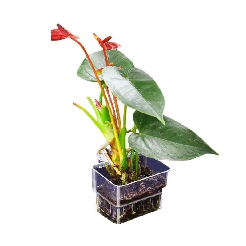 Aquarium Hydroponic Planting B - Aquarium Fish Pot 评论和价格